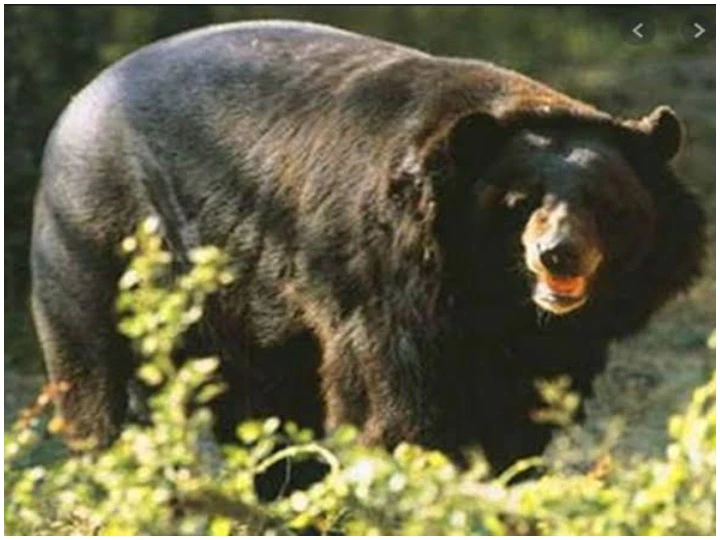 भालू ने चारा पत्ती लेने गए  बुजुर्ग पर हमला कर गंभीर रूप से घायल किया